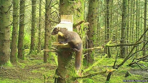 Pine martin at squirrel feeder