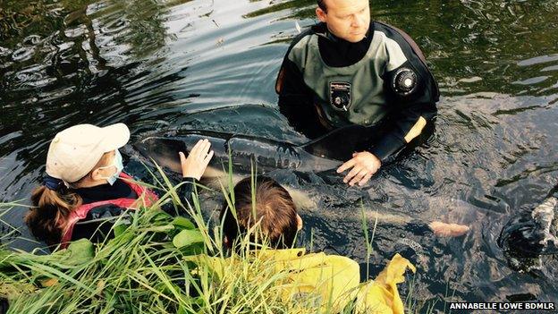 Dolphin and BDMLR volunteers