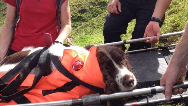 Spaniel Woody on a stretcher