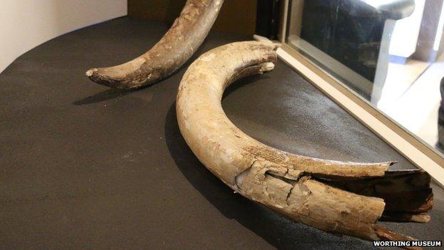 Mammoth tusks