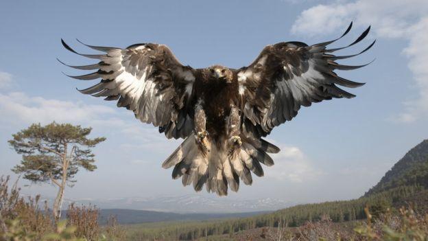 Golden eagle with wings spread