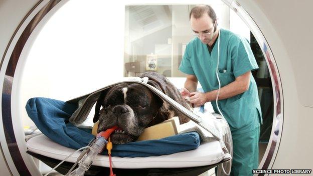 Dog having a CT scan