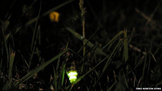 Glow-worm.