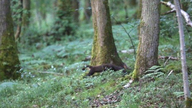 Pine marten