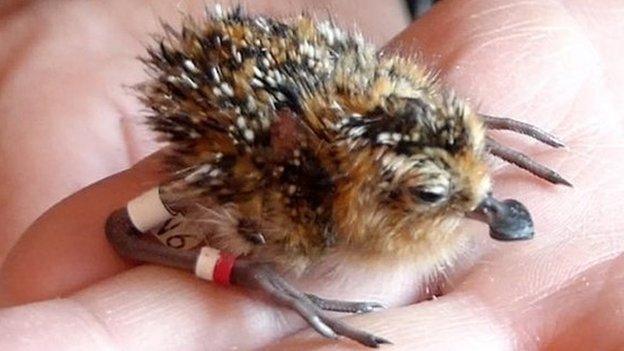 Spoon-billed sandpiper chick