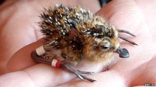 Spoon-billed sandpiper chick