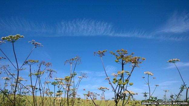 A row of wispy clouds in a field