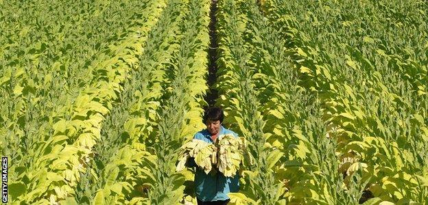 Tobacco plants in a field in the eastern German town of Vierraden