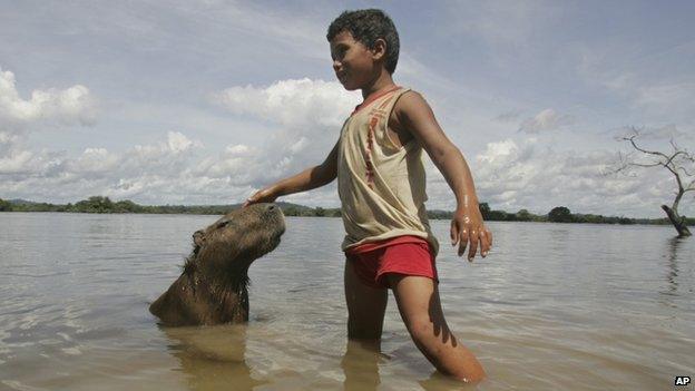 Boy plays with capybara in the Xingu river