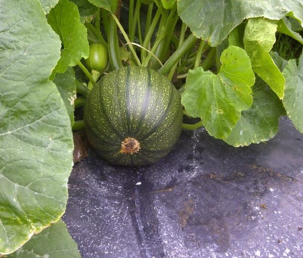 Green pumpkins ahead of halloween
