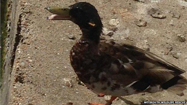 Usain the duck with crossbow bolt in neck