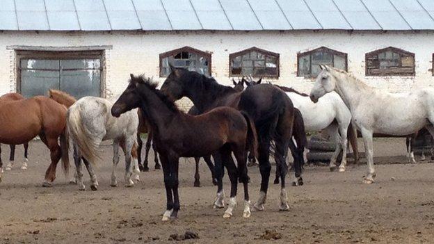 Horses at Dibrivsky horse farm