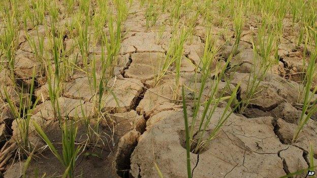 These rice plants were growing in North Korea back in June 2012