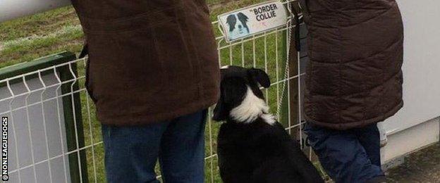 Jack supports both Leamington and Stafford Rangers but here he is at Leamington where he has his own cross hatched Border Collier viewing area. I met Jack at Leamington last season