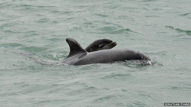 A dolphin and her calf