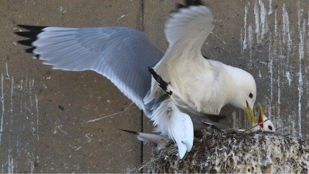 Kittiwakes feeding