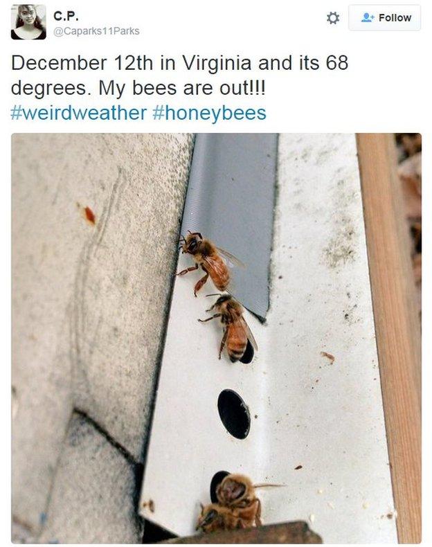 Bees