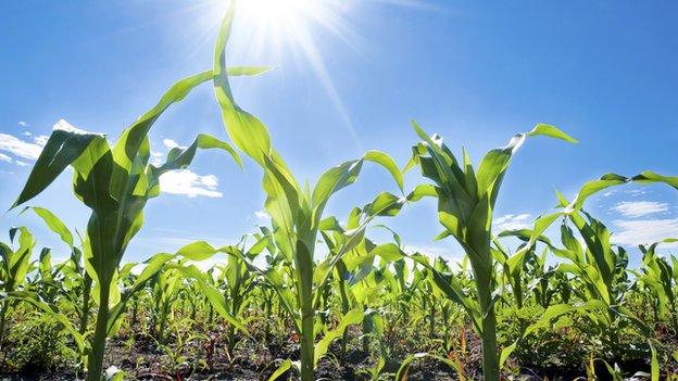 Field of crops