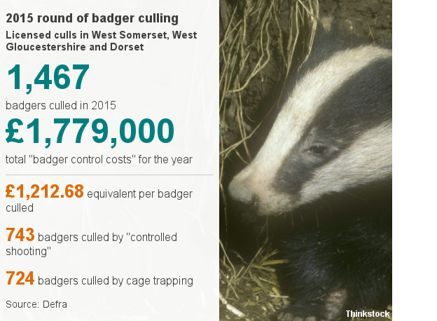 Badger cull in numbers