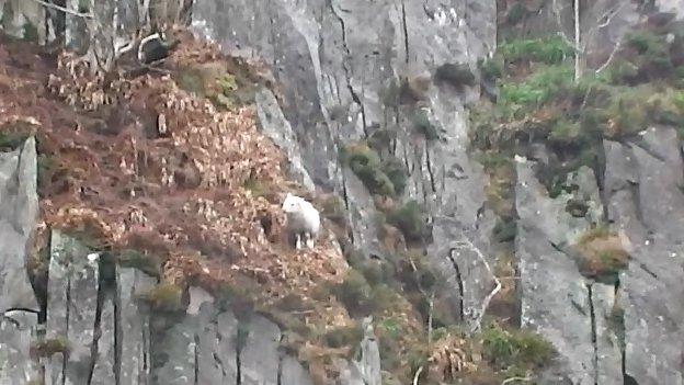Sheep stuck on side of cliff