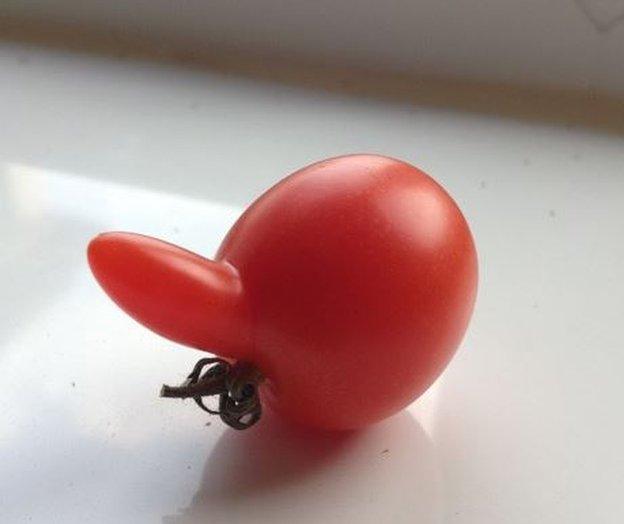 "A little tomato gentleman with a moustache, grown by my dad, Ray Coppock", says Anne Pettit who took this picture.