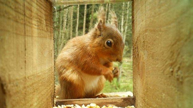 Red Squirrel