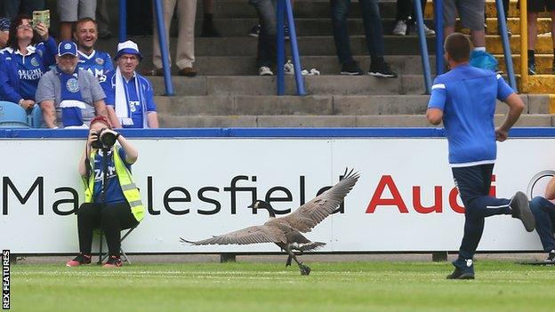 Goose stops play at Macclesfield