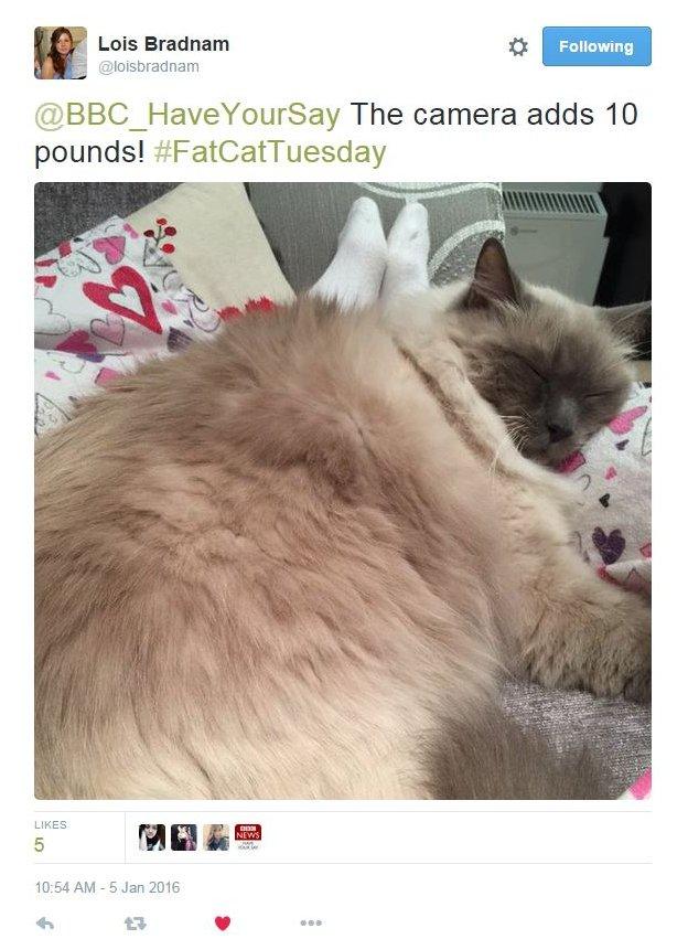 Sleeping ragdoll cat with tweet saying "the camera adds 10 pounds"