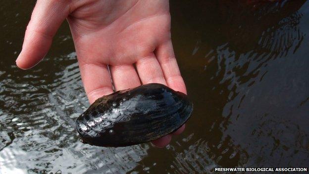 Freshwater pearl mussel