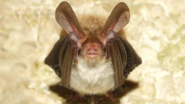 Bechstein's bat