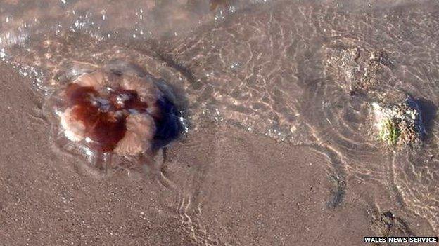 swarms of jellyfish