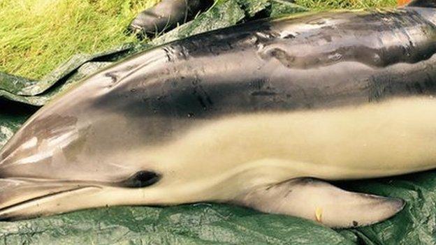 Dolphin