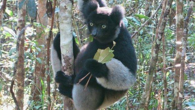 Lemurs