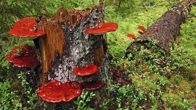 Reishi growing on log in forest