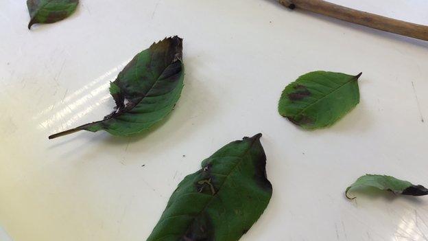 Leaves from a tree infected with Ash Dieback