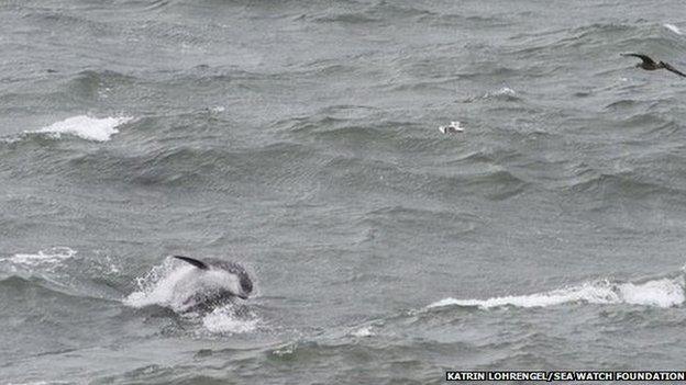 Bottlenose dolphins off New Quay