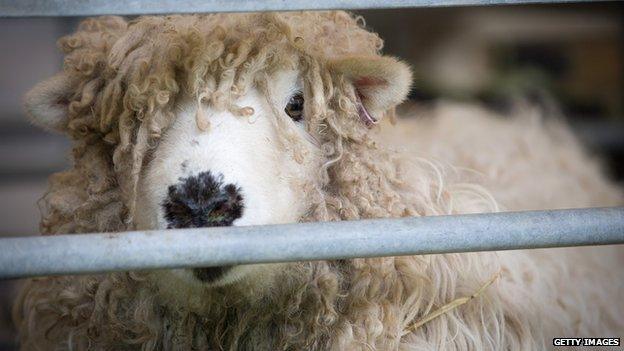 A ewe looking through the bars of an enclosure