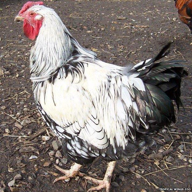 Jack the Orpington cockerel