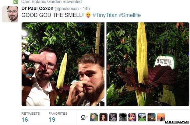 Tweet about titan arum