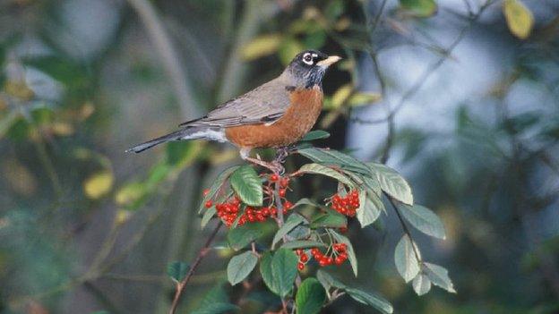 American Robin (c) US Fish and Wildlife Service