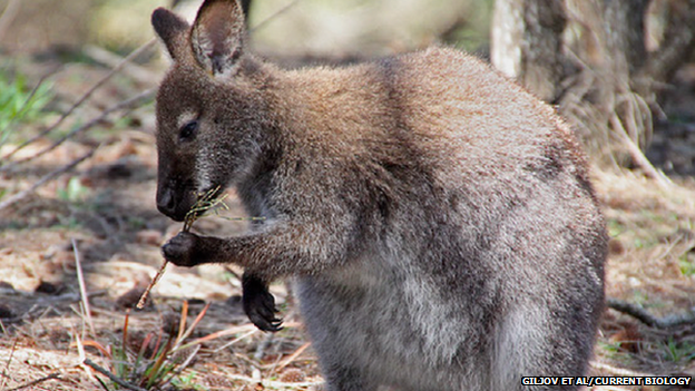 red-necked wallaby