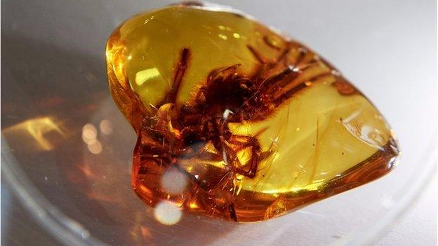 Insect in amber