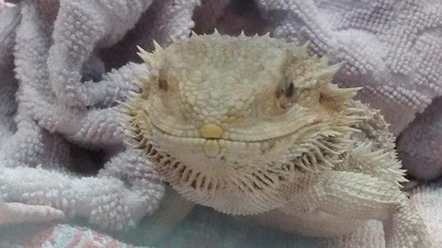 Bearded dragon