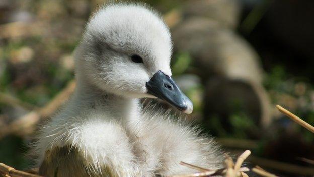 Cygnet