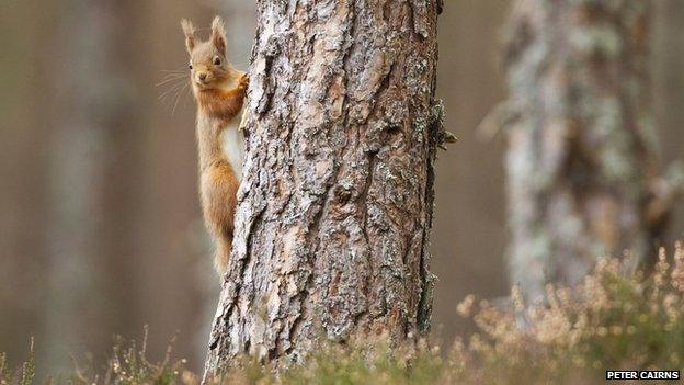 Red squirrel