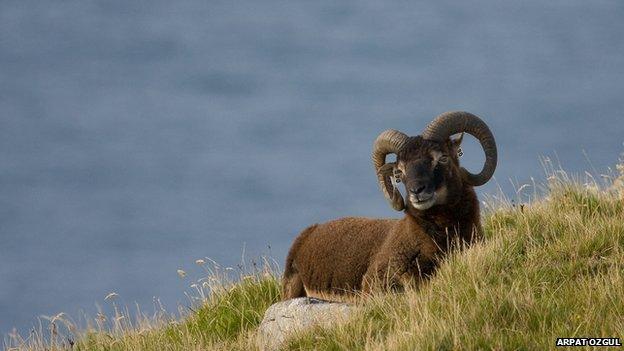 Soay sheep on St Kilda