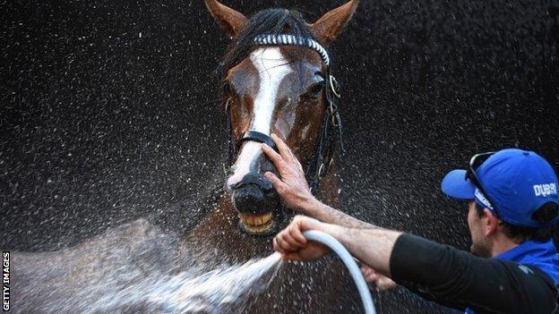 Hartnell enjoys a washdown after a training session