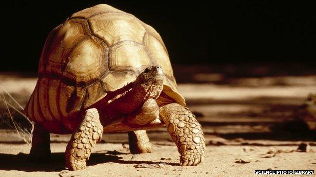 Ploughshare tortoise