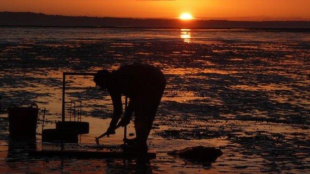 Cockle picking