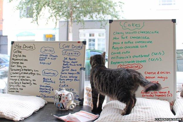 Cat looking at the menu inside Cats, Cakes and Coffee